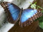 Morpho peleides