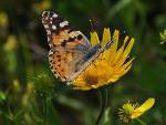 Schmetterling