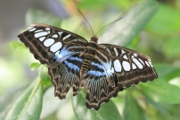 Schmetterling