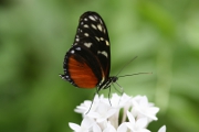 Schmetterling