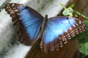 Morpho Butterfly (Morpho peleides)