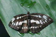 Schmetterling