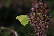 Schmetterling