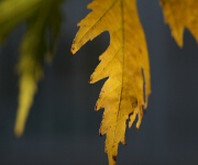 Foto des Tages