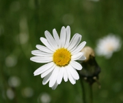 Foto des Tages