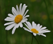 Foto des Tages