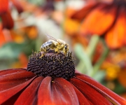 Foto des Tages