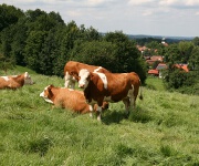 Foto des Tages