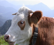 Foto des Tages