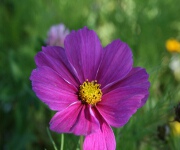 Foto des Tages