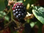 Brombeeren