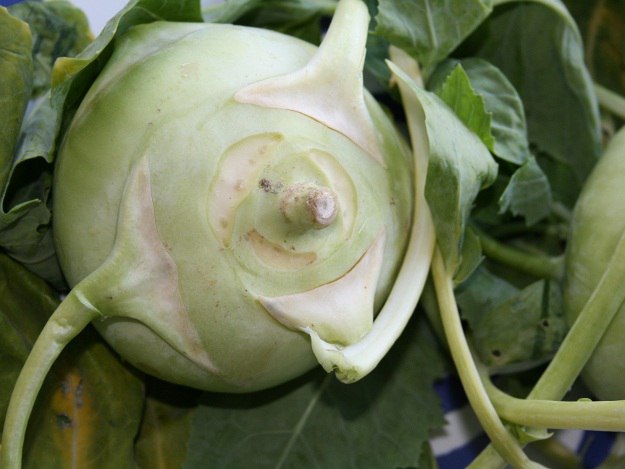 Kohlrabi