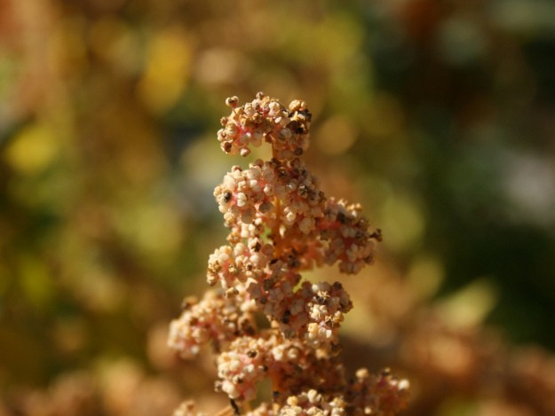 Chenopodium quinoa