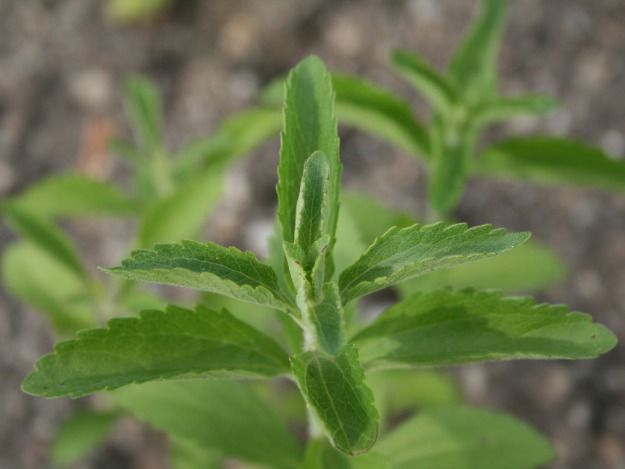 Stevia