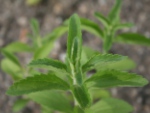 Stevia