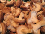 Shiitake Pilze