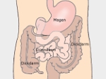 Darm – Grafik: wikipedia.org/William Crochot – gemeinfrei