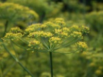 Fenchel