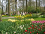 Keukenhof