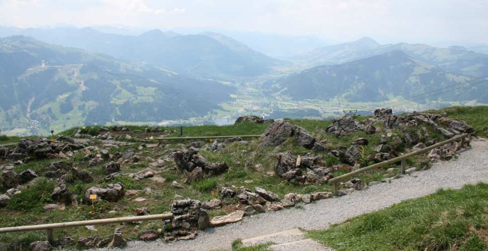 Kitzbüheler Horn Alpengarten