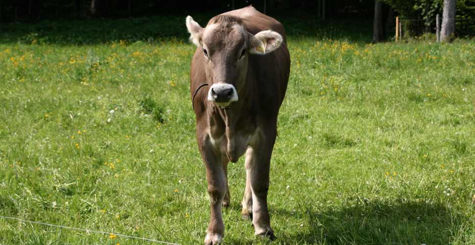 Lindenberg im Allgäu