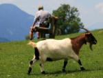 Wildtiere hautnah erleben im Wildpark Aurach