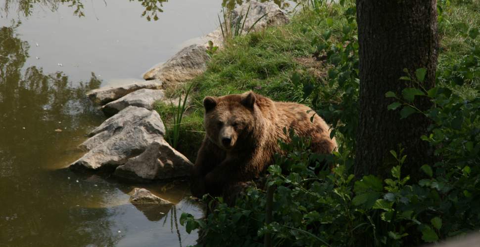 Bären im Wildpark Poing