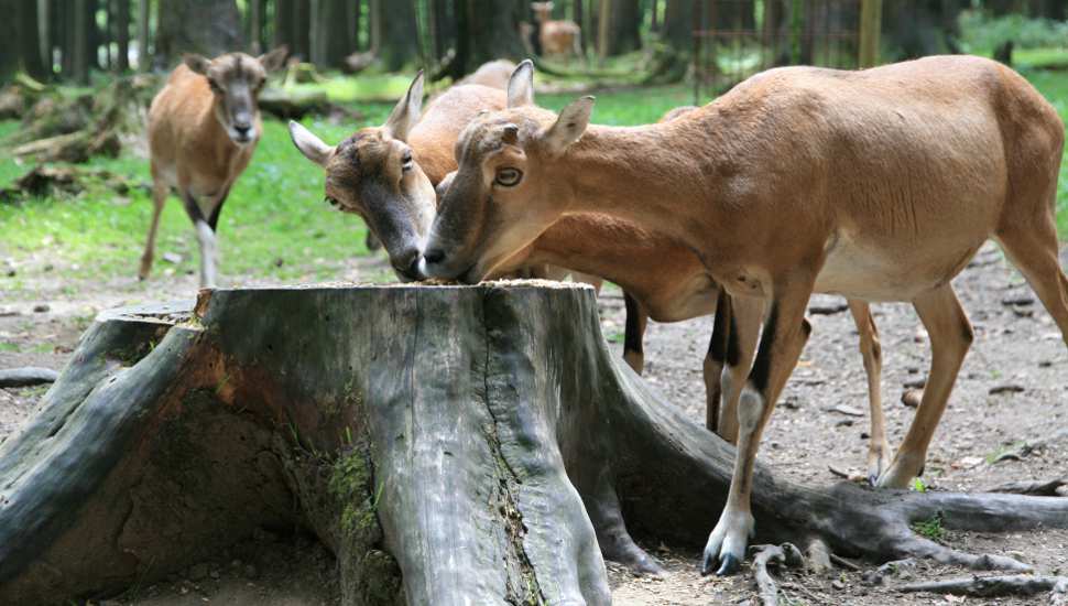 Rehe im Wildpark Poing