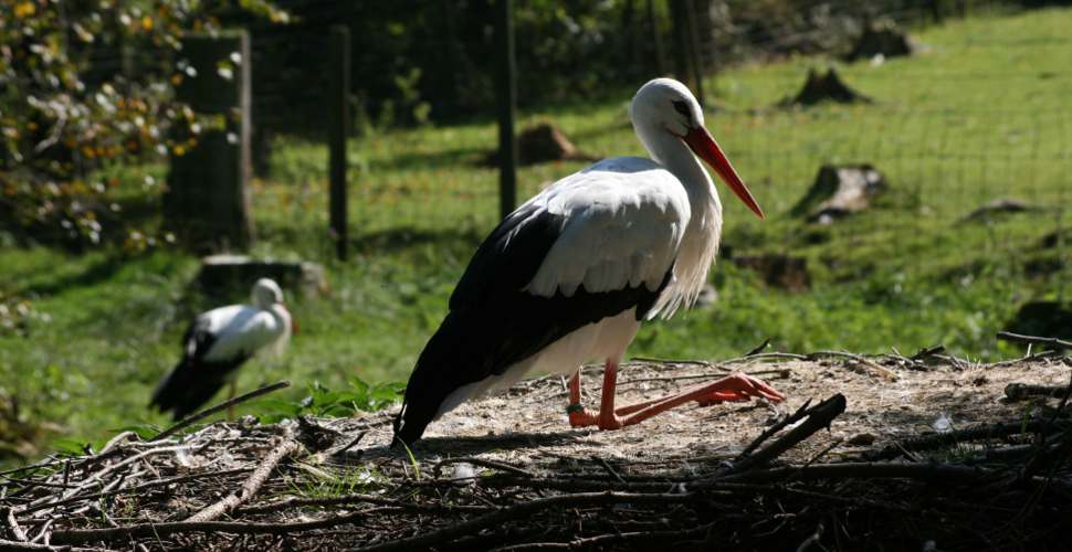 Störche im Wildpark Poing