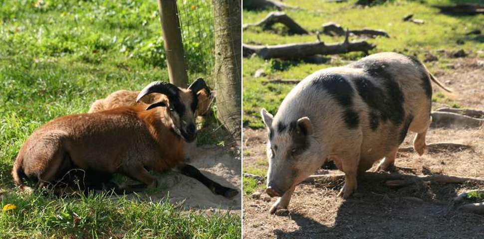 Tiere im Wildpark Poing