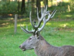 Hirsch