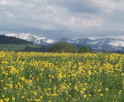 Westallgäu