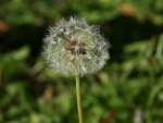 Pusteblume