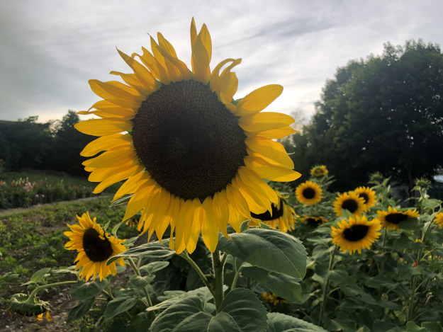 Sonnenblumen